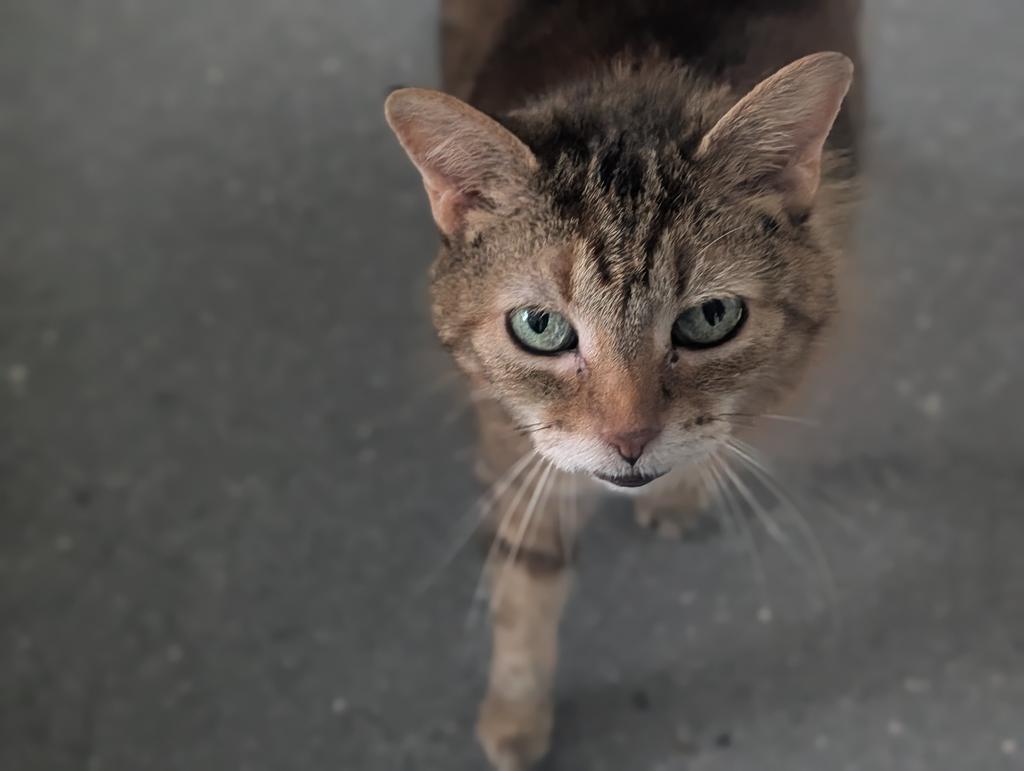 Tia, a Adoptable American Shorthair in Greenfield, IN image 1/5