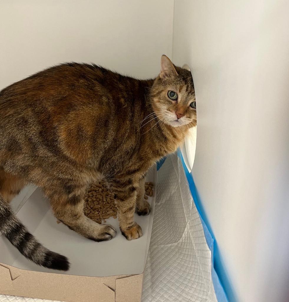 Enlarge Tia, a Adoptable American Shorthair in Greenfield, IN image 1/1