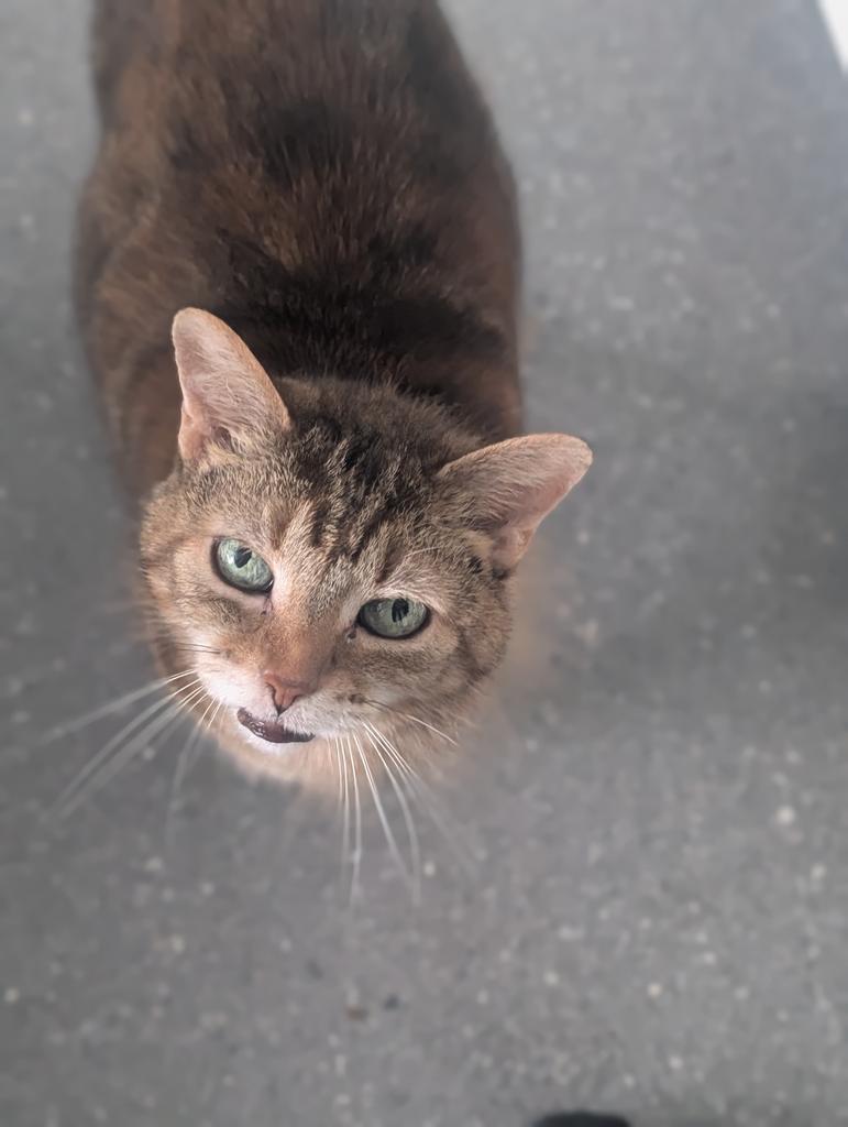 Tia, a Adoptable American Shorthair in Greenfield, IN image 3/5