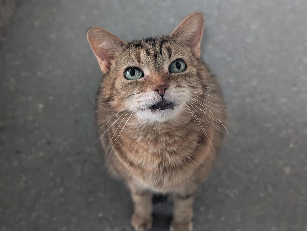 Tia, a Adoptable American Shorthair in Greenfield, IN image 4/5