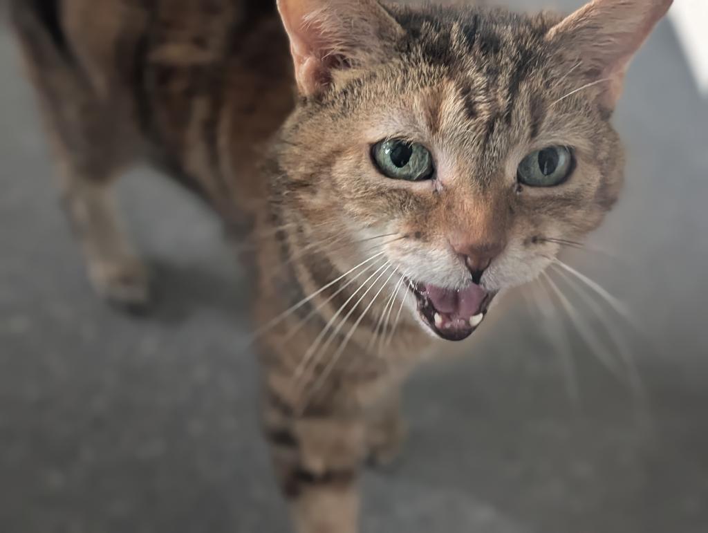 Tia, a Adoptable American Shorthair in Greenfield, IN image 5/5