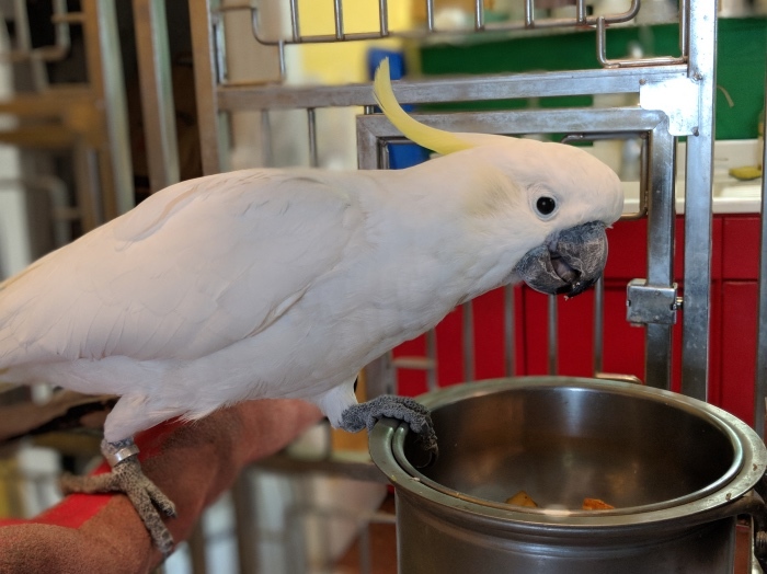 Enlarge Soji, a Adoptable Cockatoo in Alexander, NC image 4/6