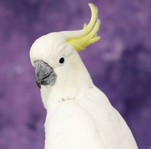 Enlarge Soji, a Adoptable Cockatoo in Alexander, NC image 5/6