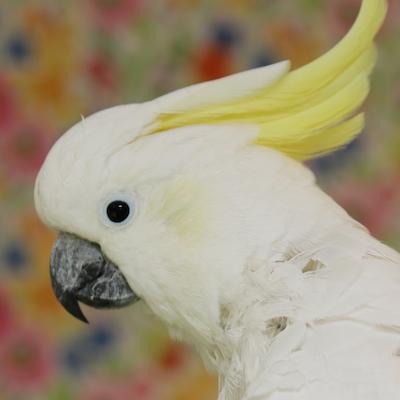 Enlarge Soji, a Adoptable Cockatoo in Alexander, NC image 6/6