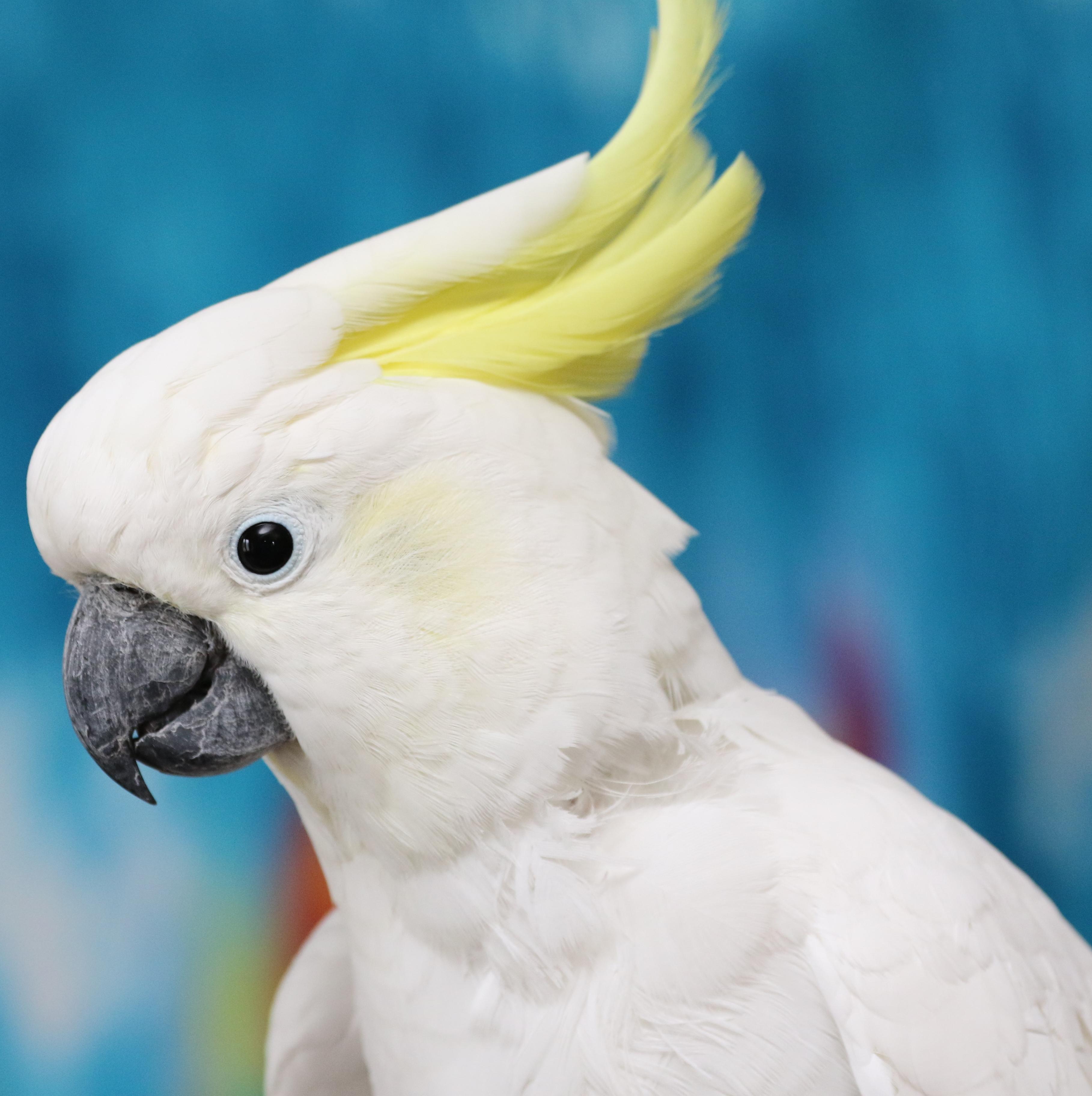 Soji, Adoptable, Adult Male Cockatoo.