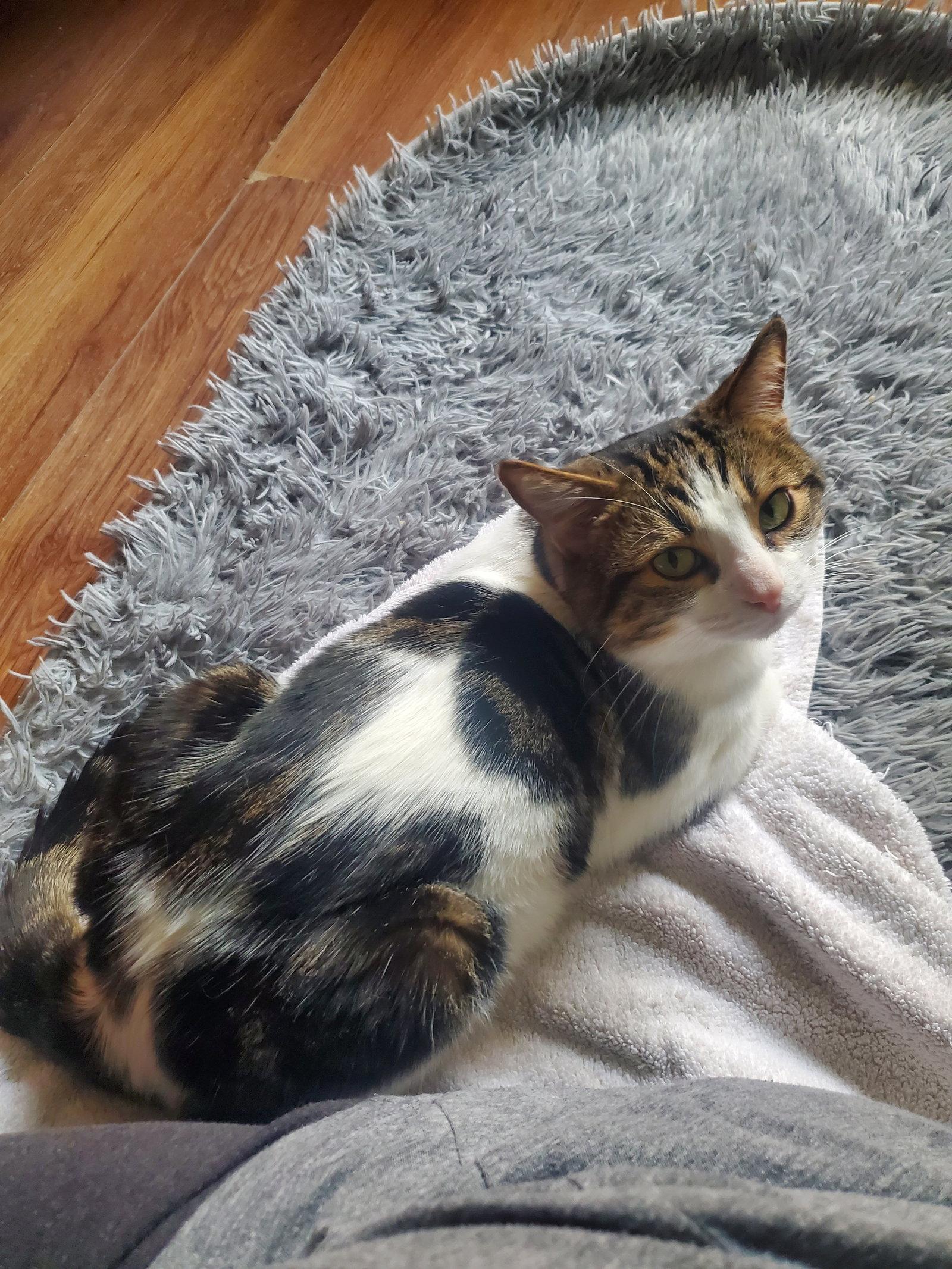 Mason, Adopted, Young Male Domestic Short Hair.