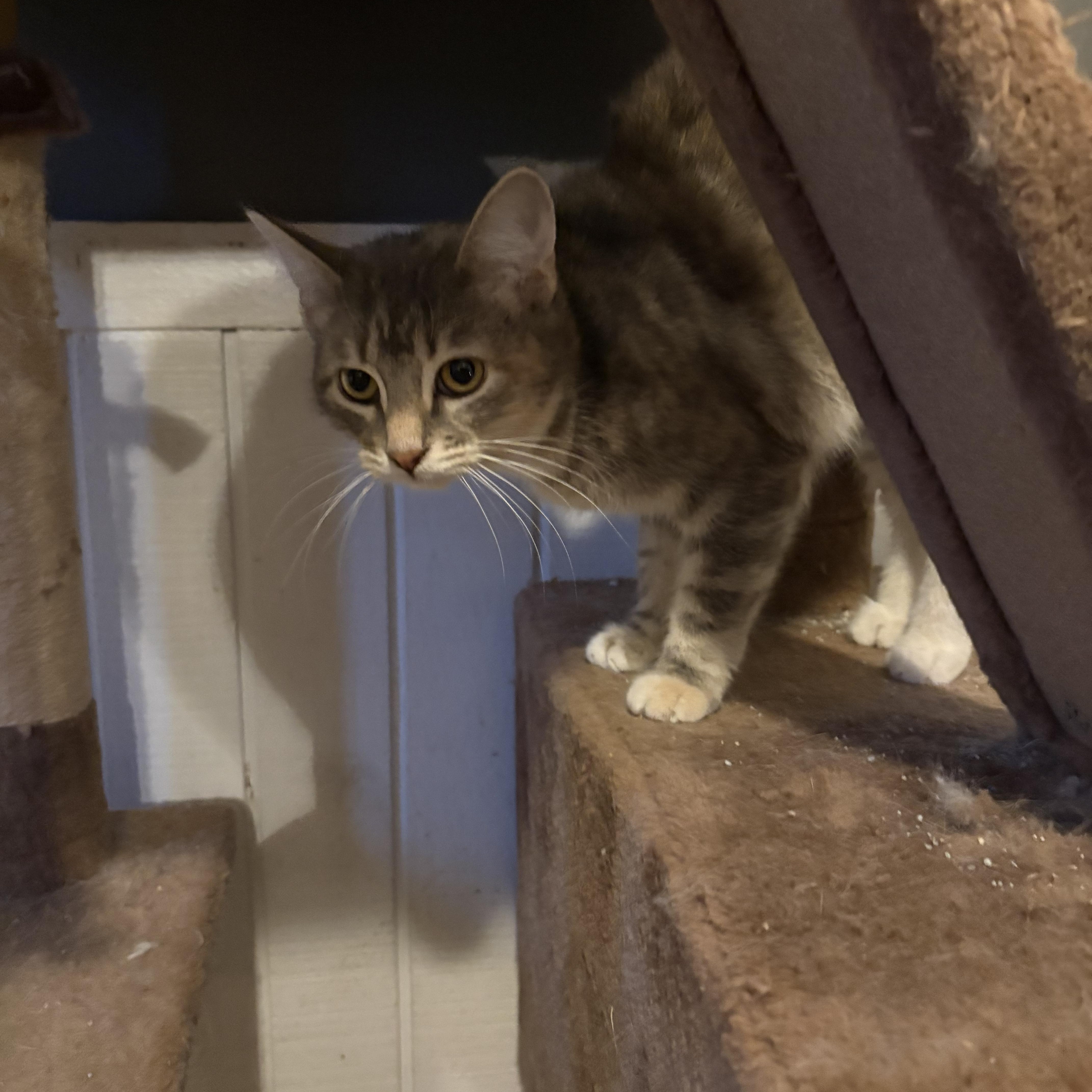 Sugar, a Adoptable mixed breed image 1/3