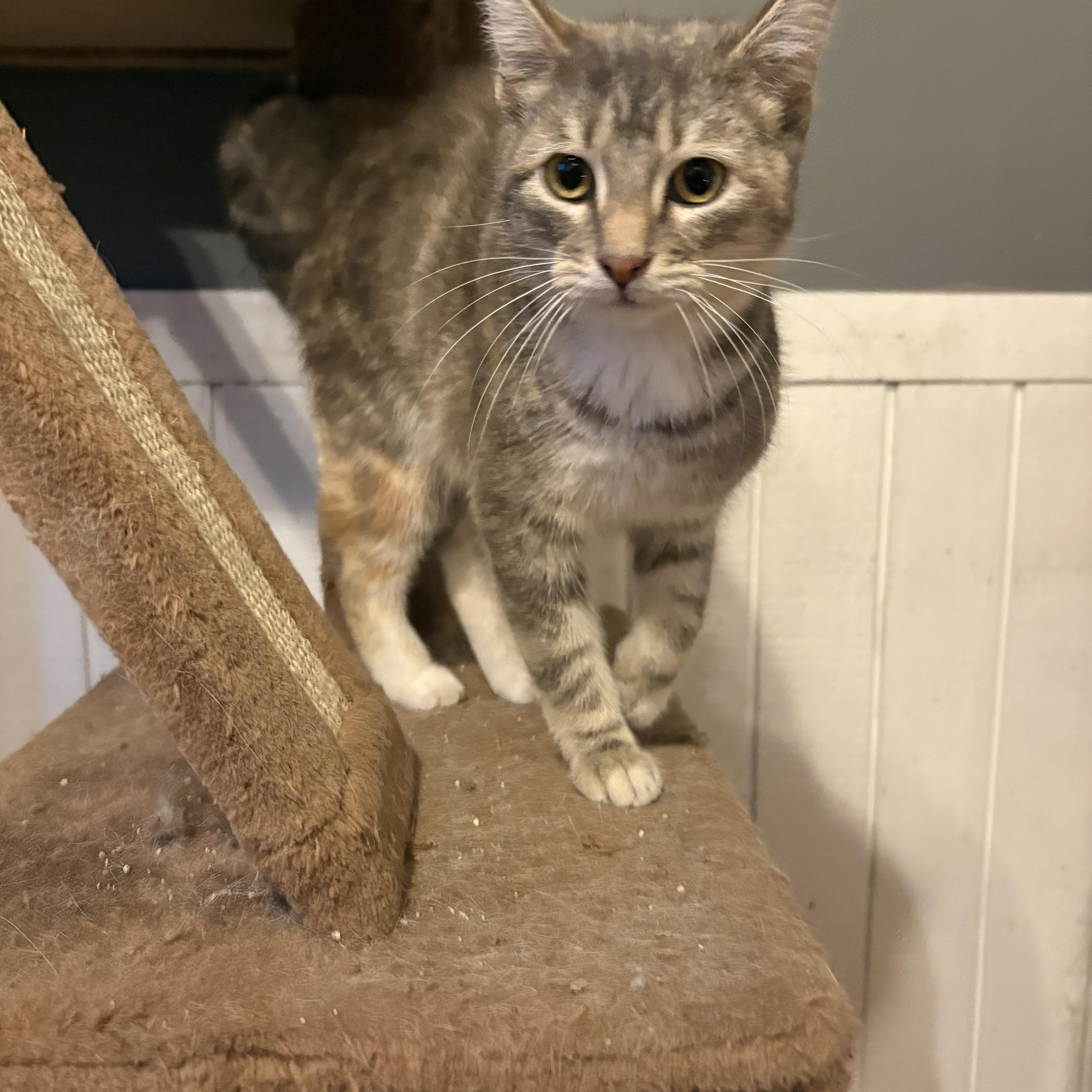 Sugar, a Adoptable mixed breed image 2/3