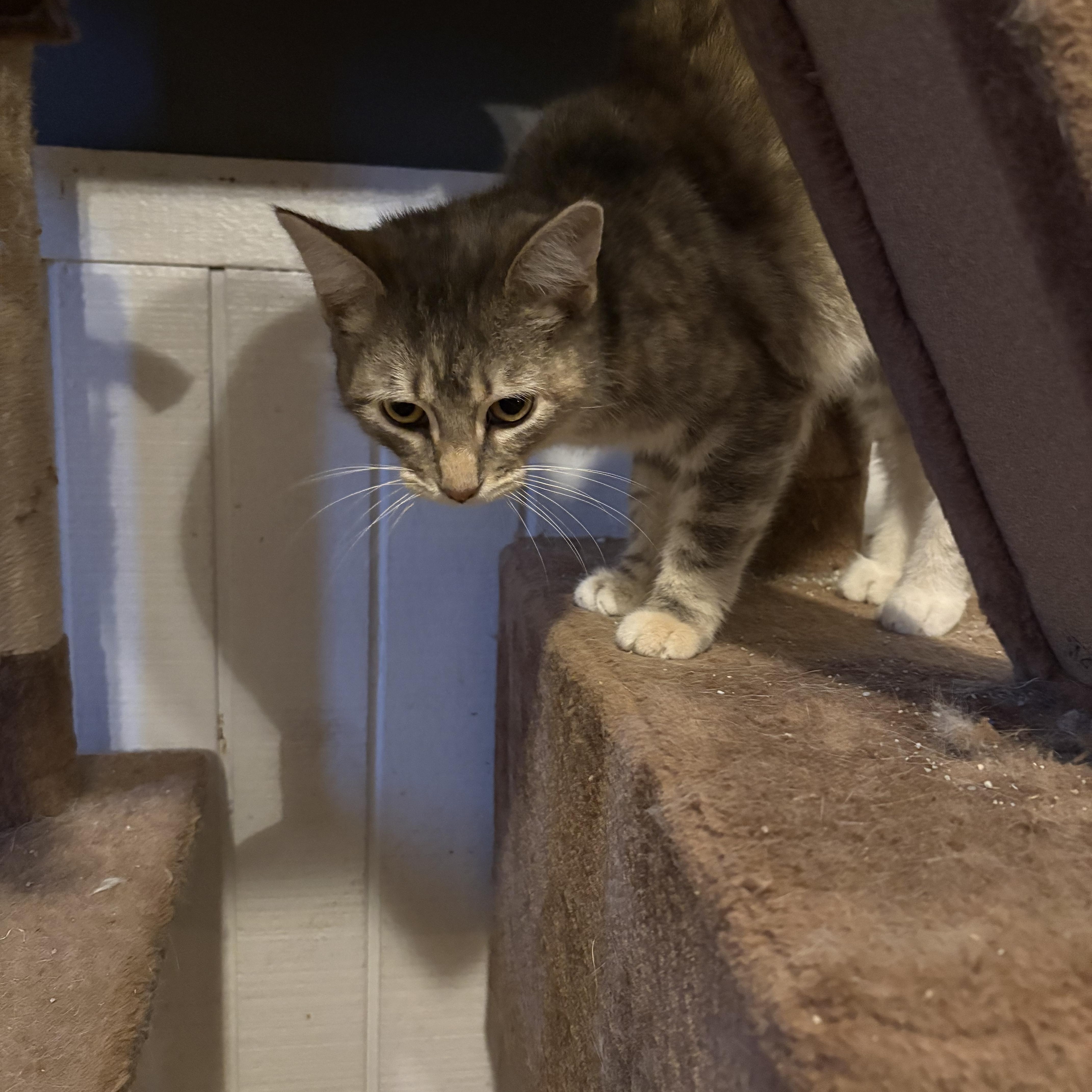 Sugar, a Adoptable mixed breed image 3/3