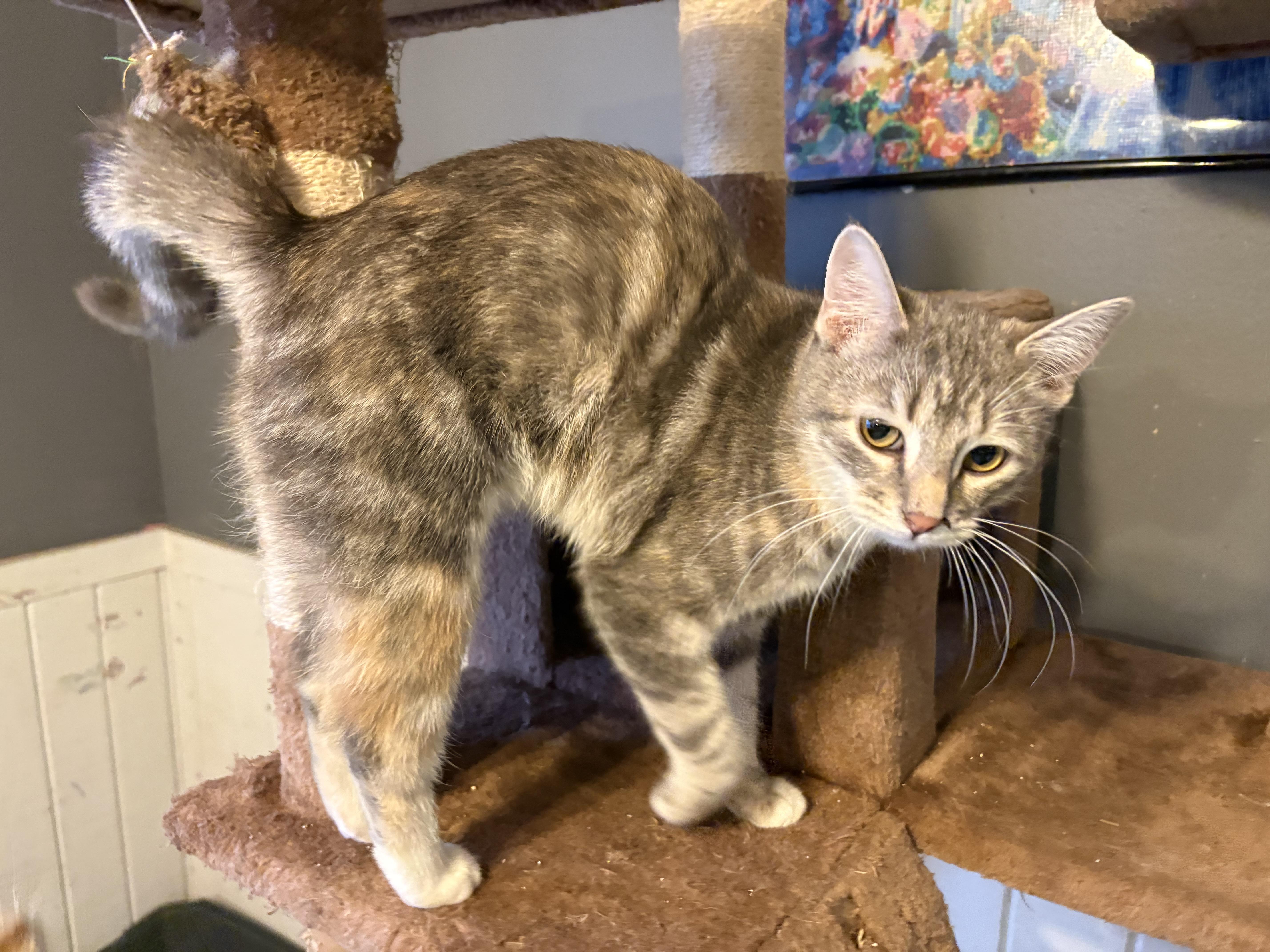 Enlarge Sugar, a Adoptable mixed breed in Wilmington, IL image 1/4