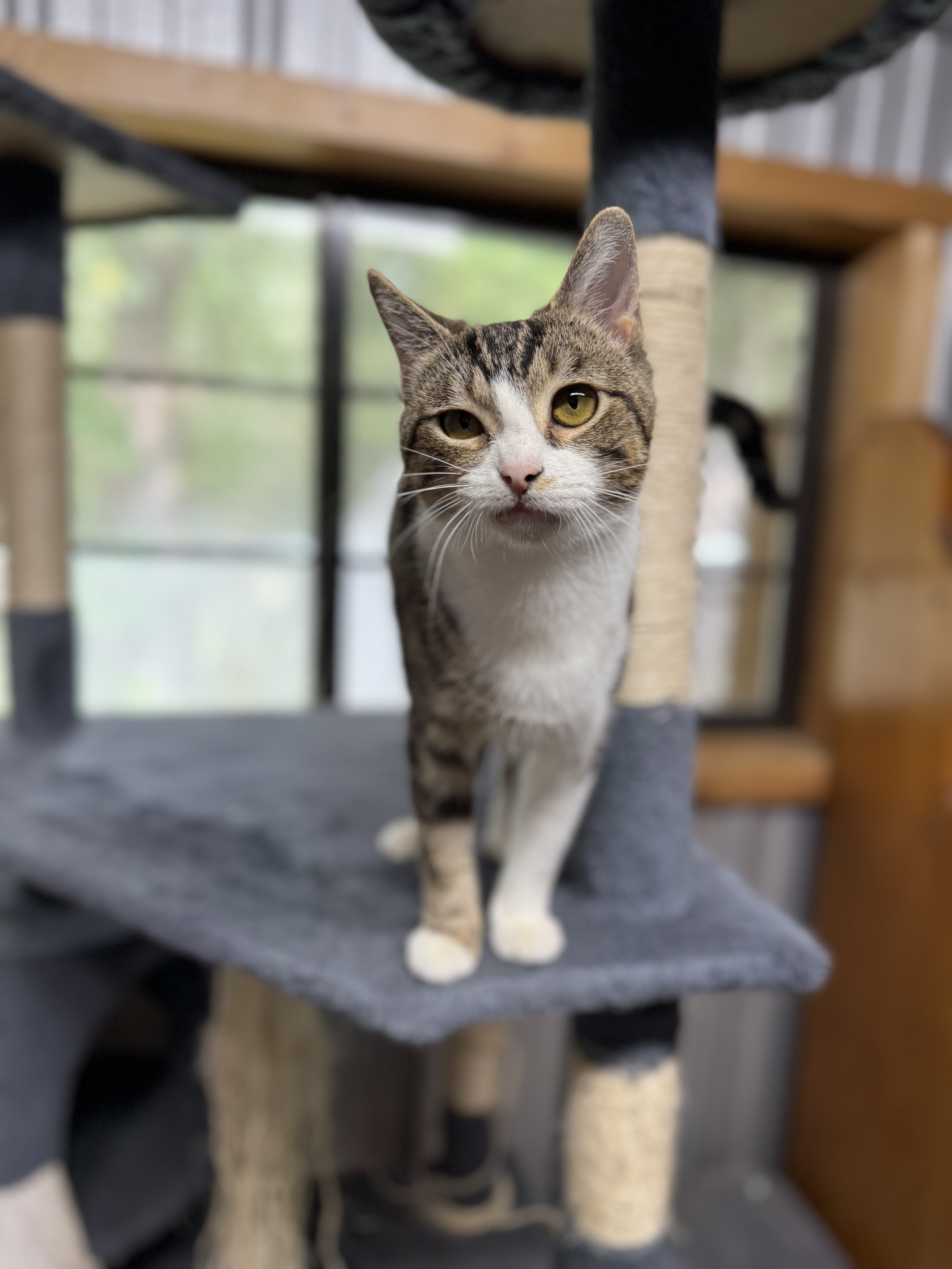 Cat for adoption Mona, a Domestic Short Hair in Bedminster, NJ