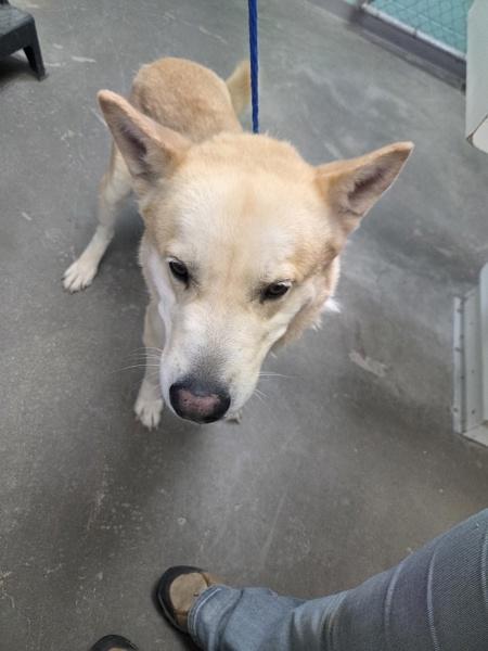 Zorua*, Adoptable, Adult Male Shepherd & Siberian Husky.