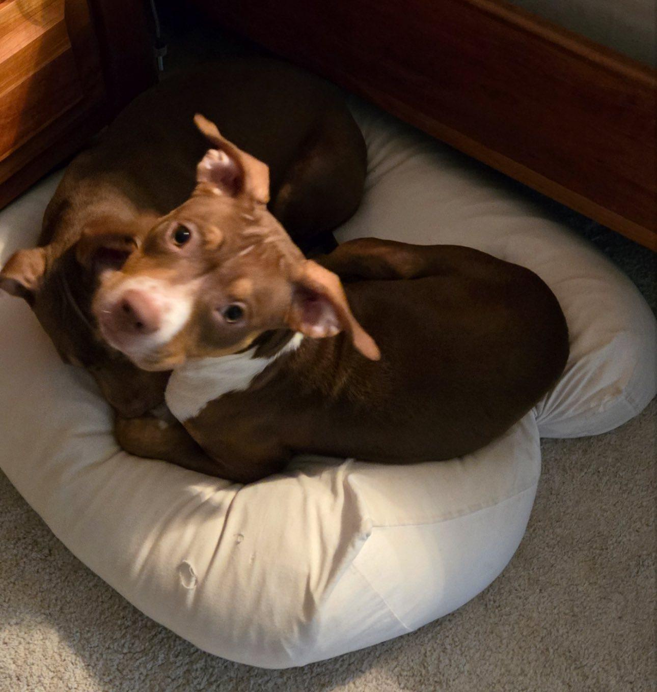 Rufus thumbnail 5