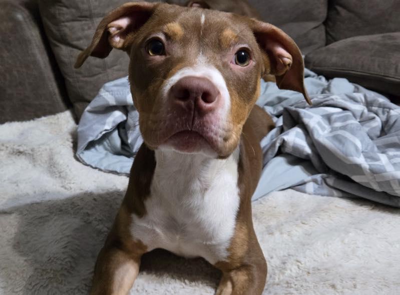 Rufus photo 1