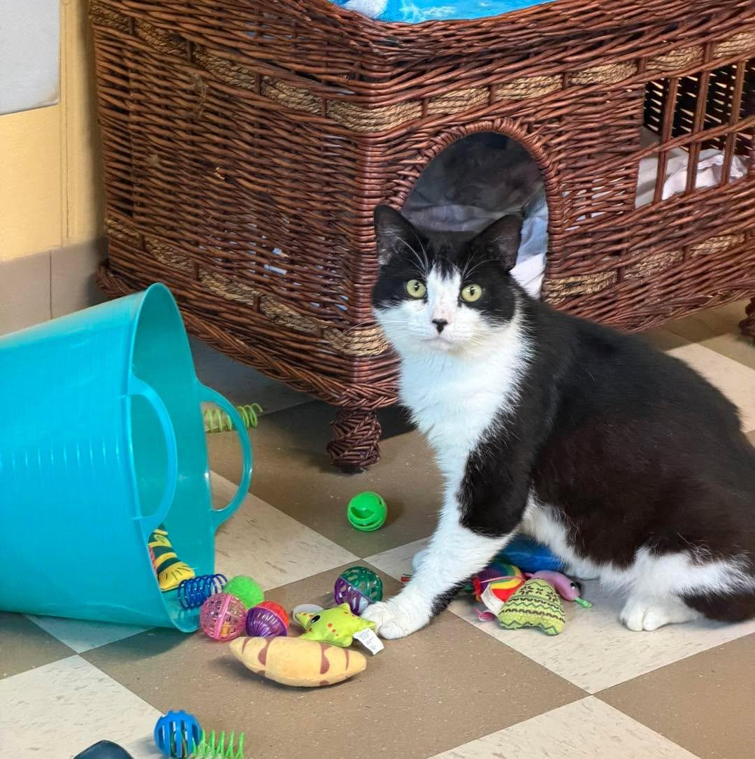 Figaro, a ADOPTABLE Domestic Short Hair in North East, MD image 3/3