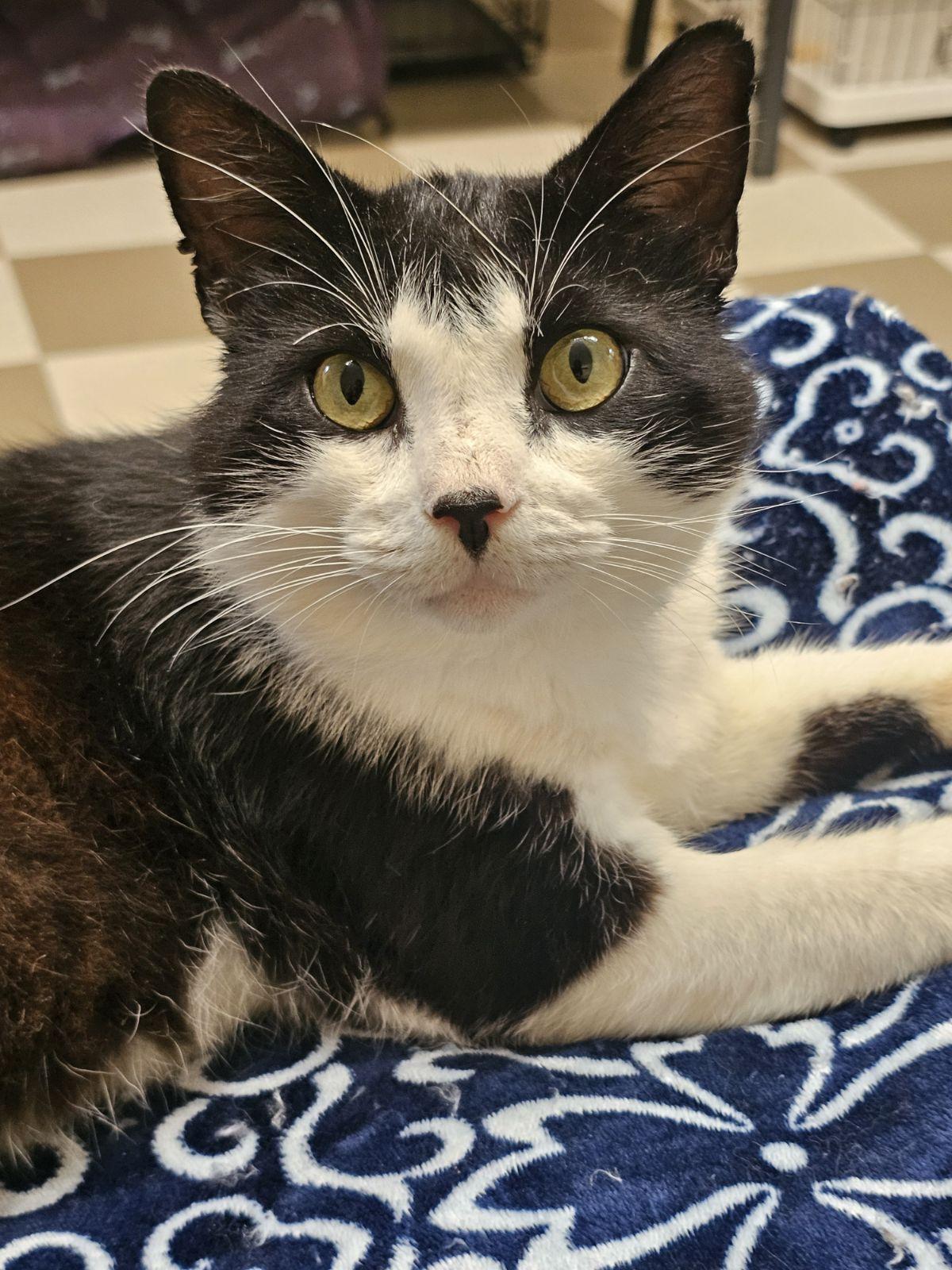 Figaro, ADOPTABLE, Young Male Domestic Short Hair.