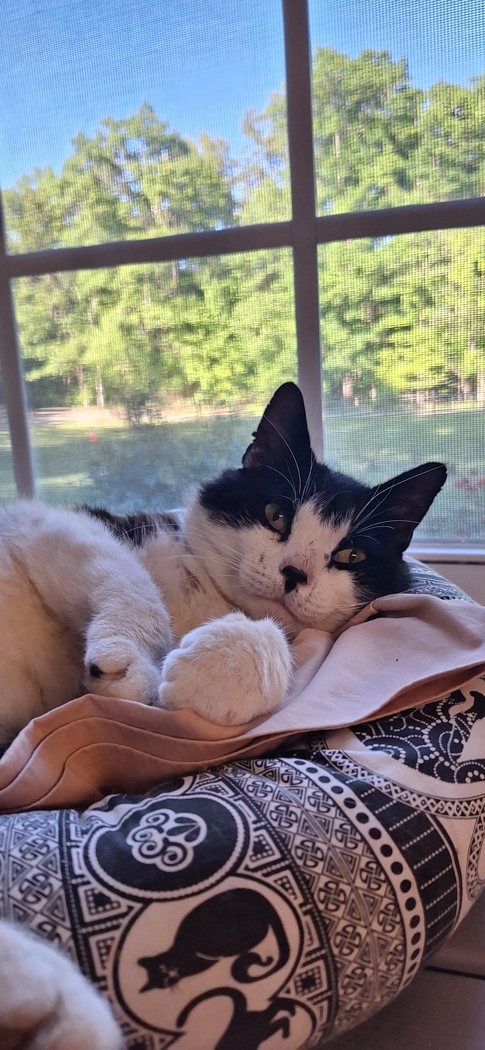 Figaro, ADOPTABLE, Young Male Domestic Short Hair.
