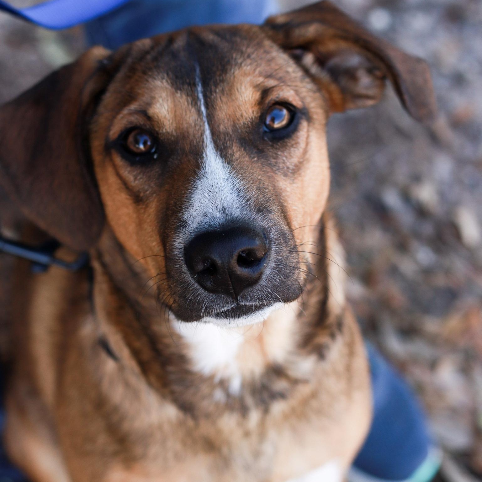 Rico, a Adoptable mixed breed in Bryan, TX image 2/4