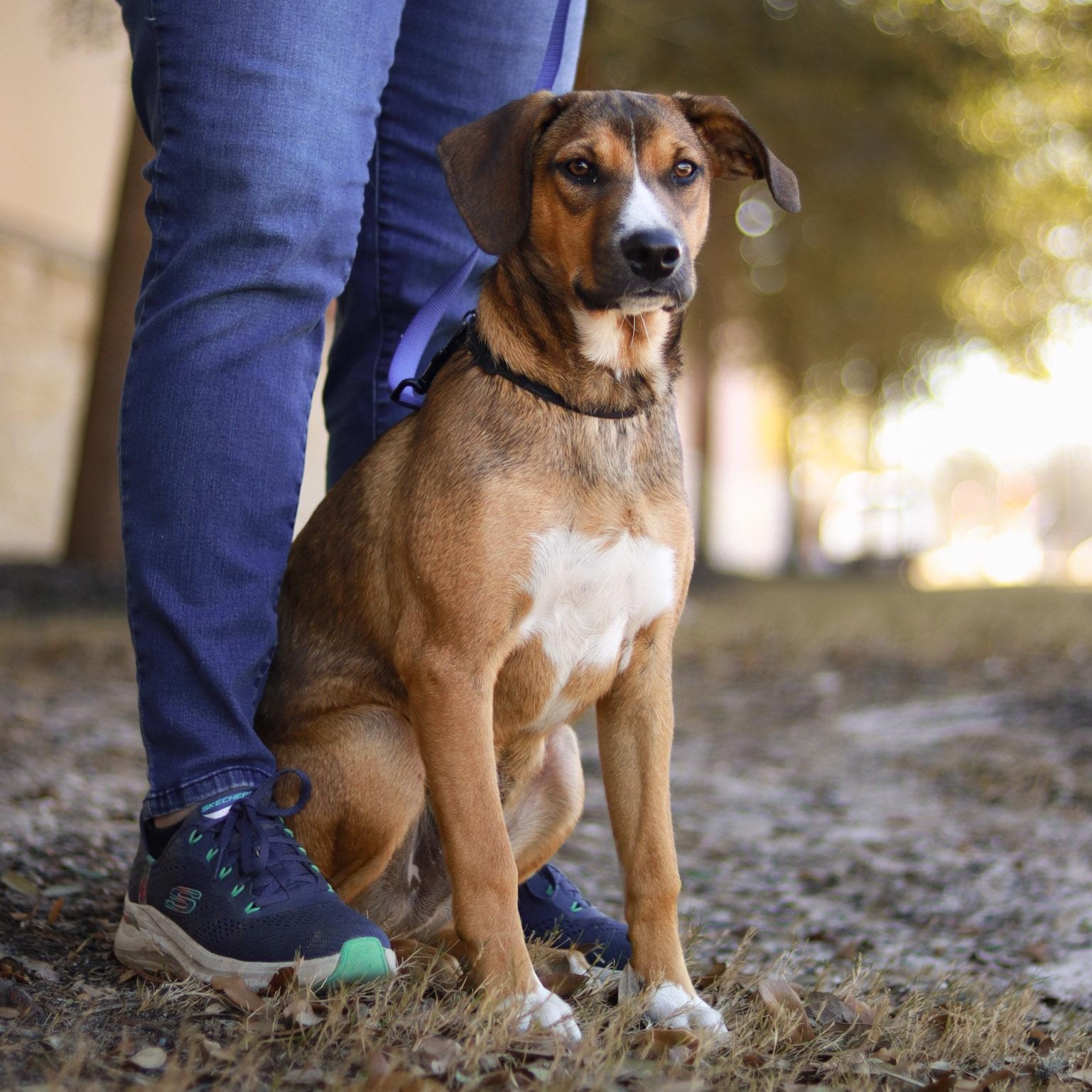 Rico, a Adoptable mixed breed in Bryan, TX image 1/4