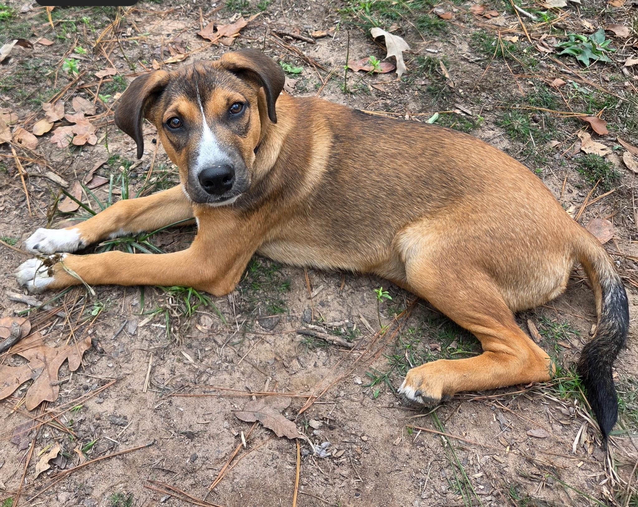 Rico, a Adoptable mixed breed in Bryan, TX image 4/4