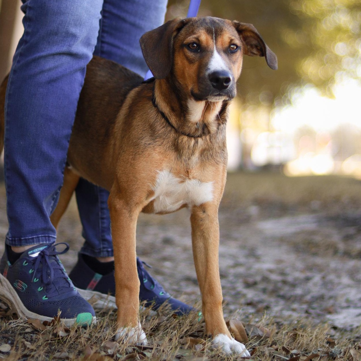 Rico, a Adoptable mixed breed in Bryan, TX image 3/4