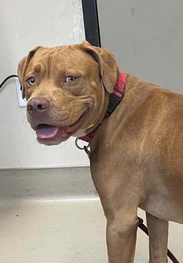 Enlarge Clifford, a Adoptable mixed breed in El Cajon, CA image 1/1
