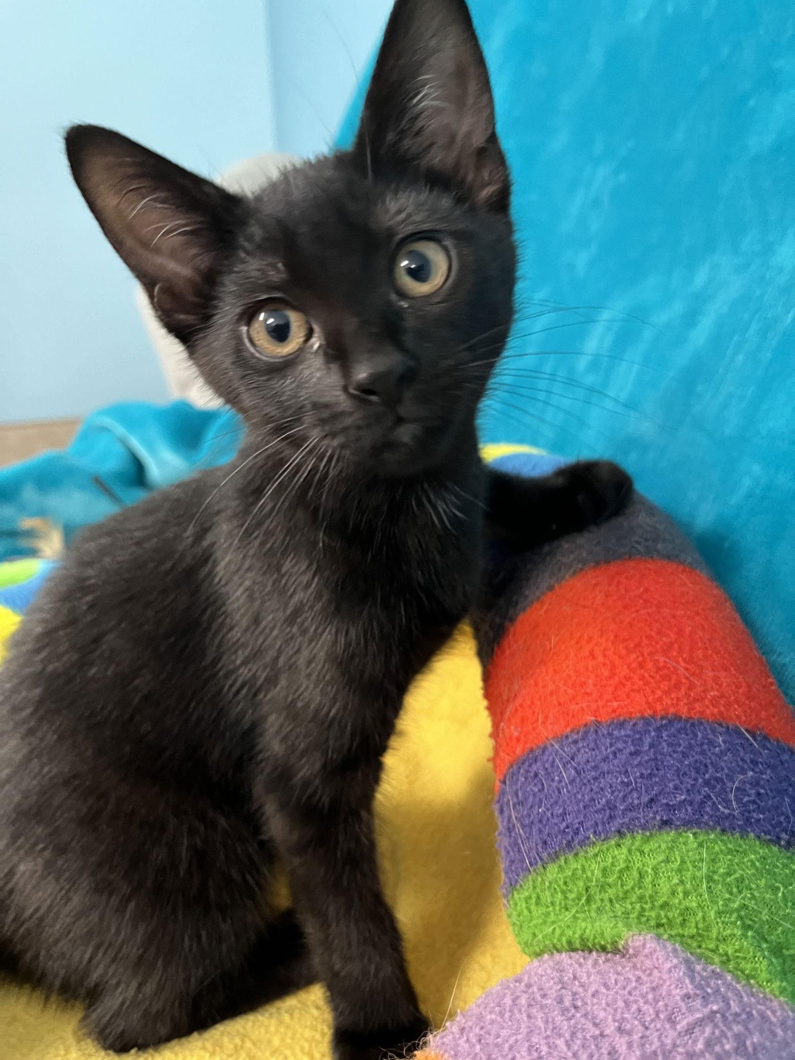 Periwinkle, Adoptable, Kitten Female Domestic Short Hair.