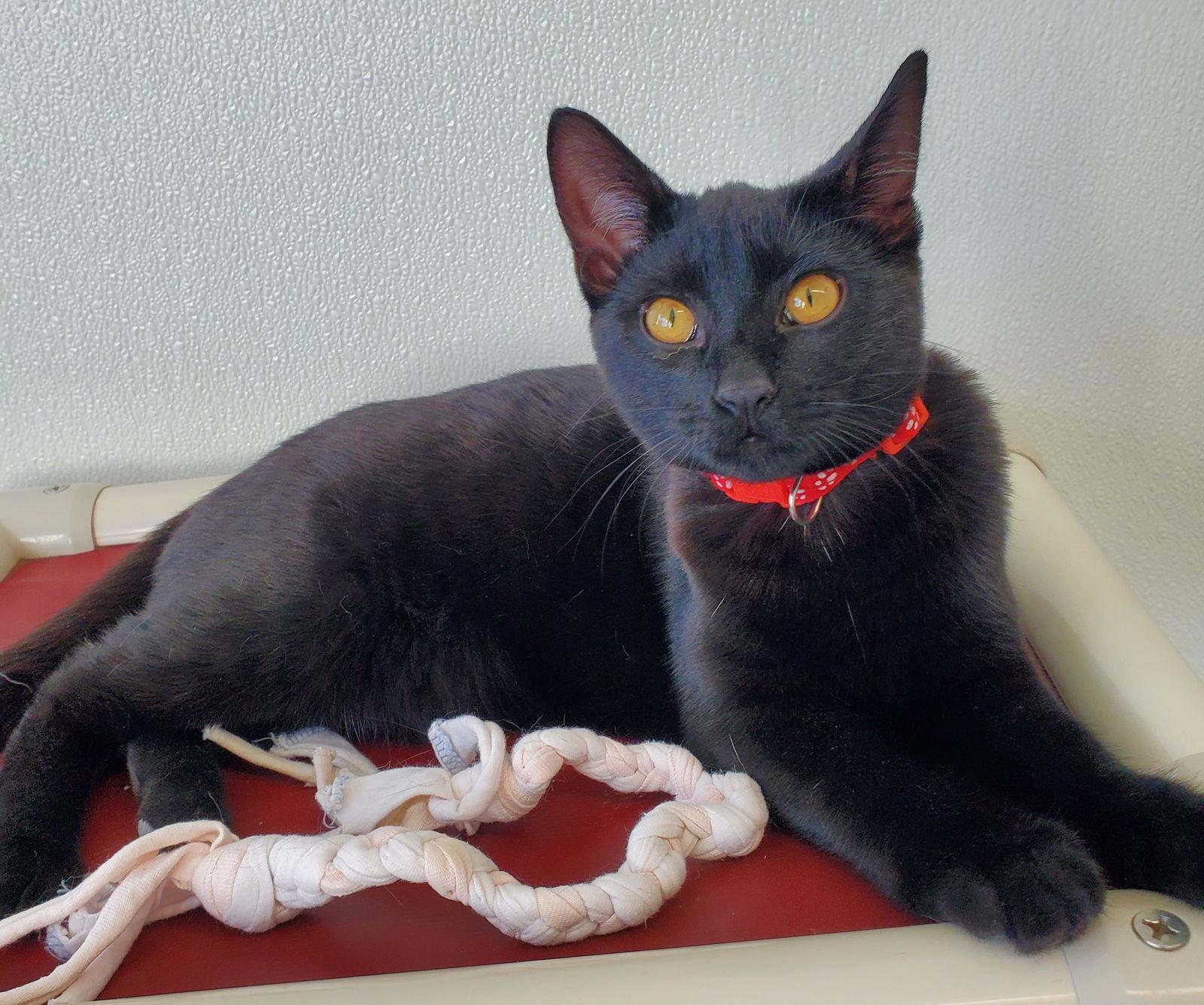 Enlarge Periwinkle, a Adoptable Domestic Short Hair in Greenville, IL image 2/2