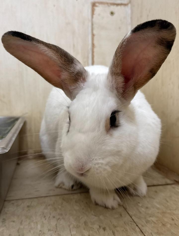 Enlarge Myra, a Adoptable American in Cincinnati, OH image 1/1