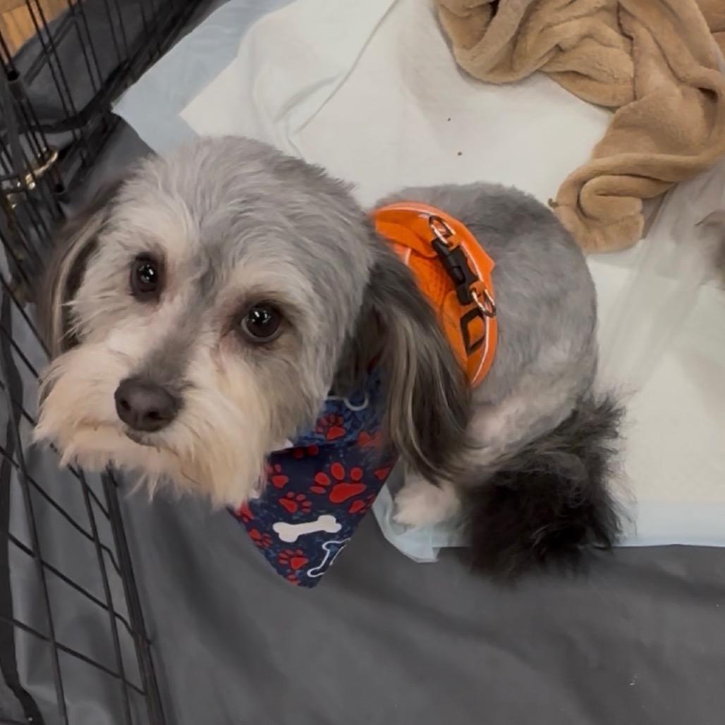 Garrison, Adoptable, Adult Male Poodle & Mixed Breed.