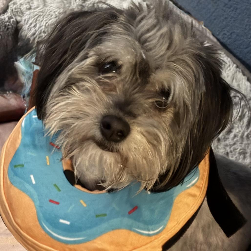 Garrison, Adoptable, Adult Male Poodle & Mixed Breed.