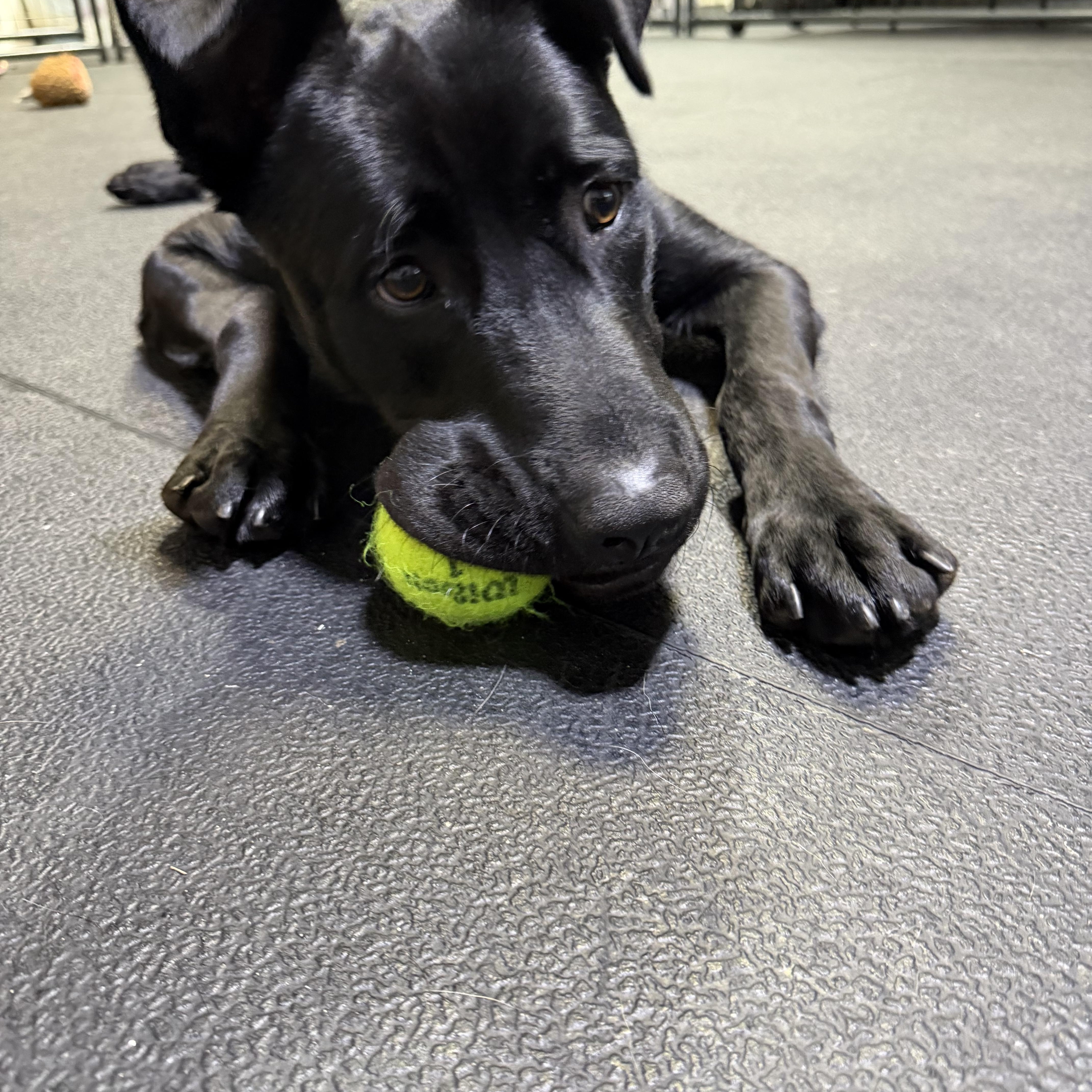 Winston, a ADOPTABLE mixed breed in Hollis, NH image 5/6