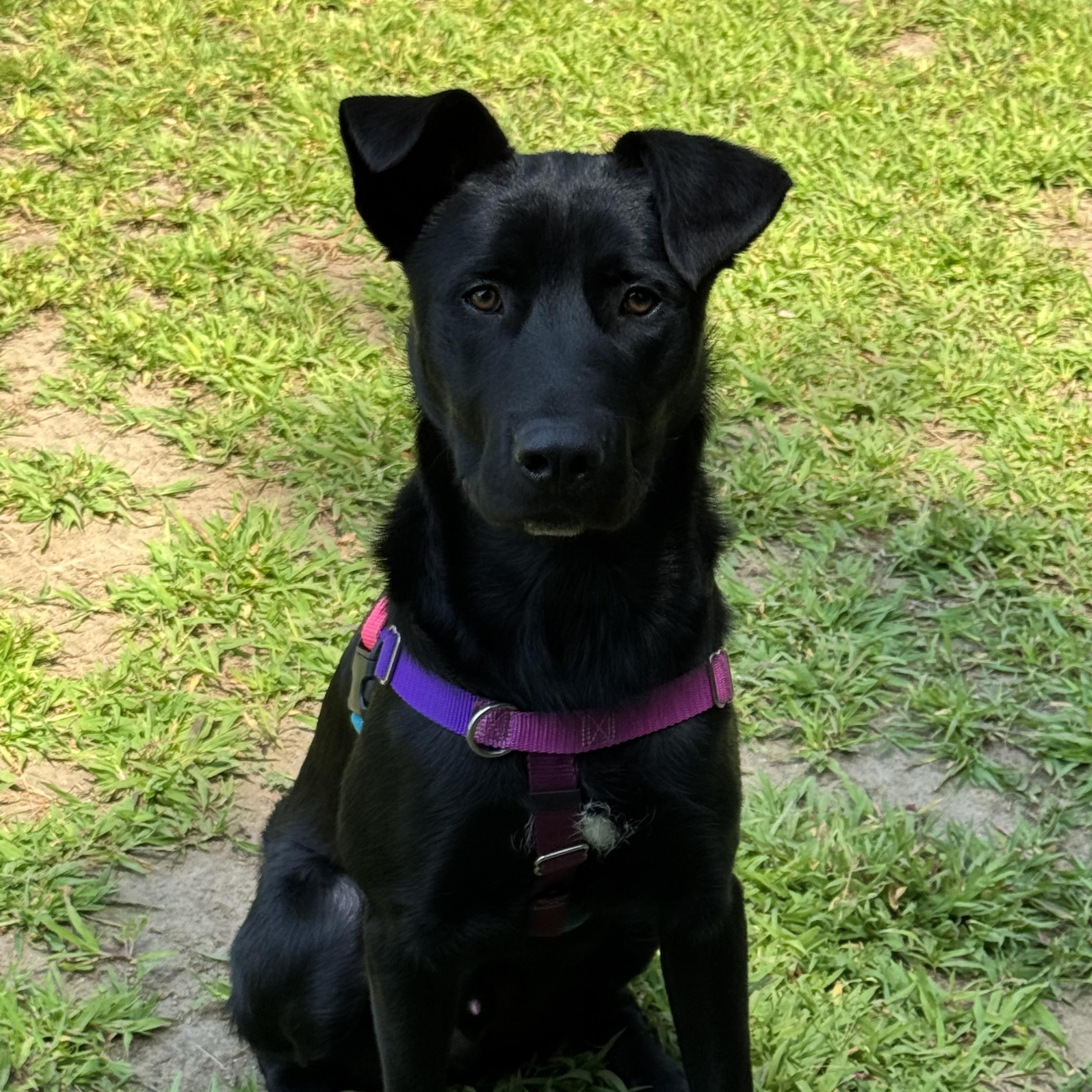 Winston, a ADOPTABLE mixed breed in Hollis, NH image 3/6