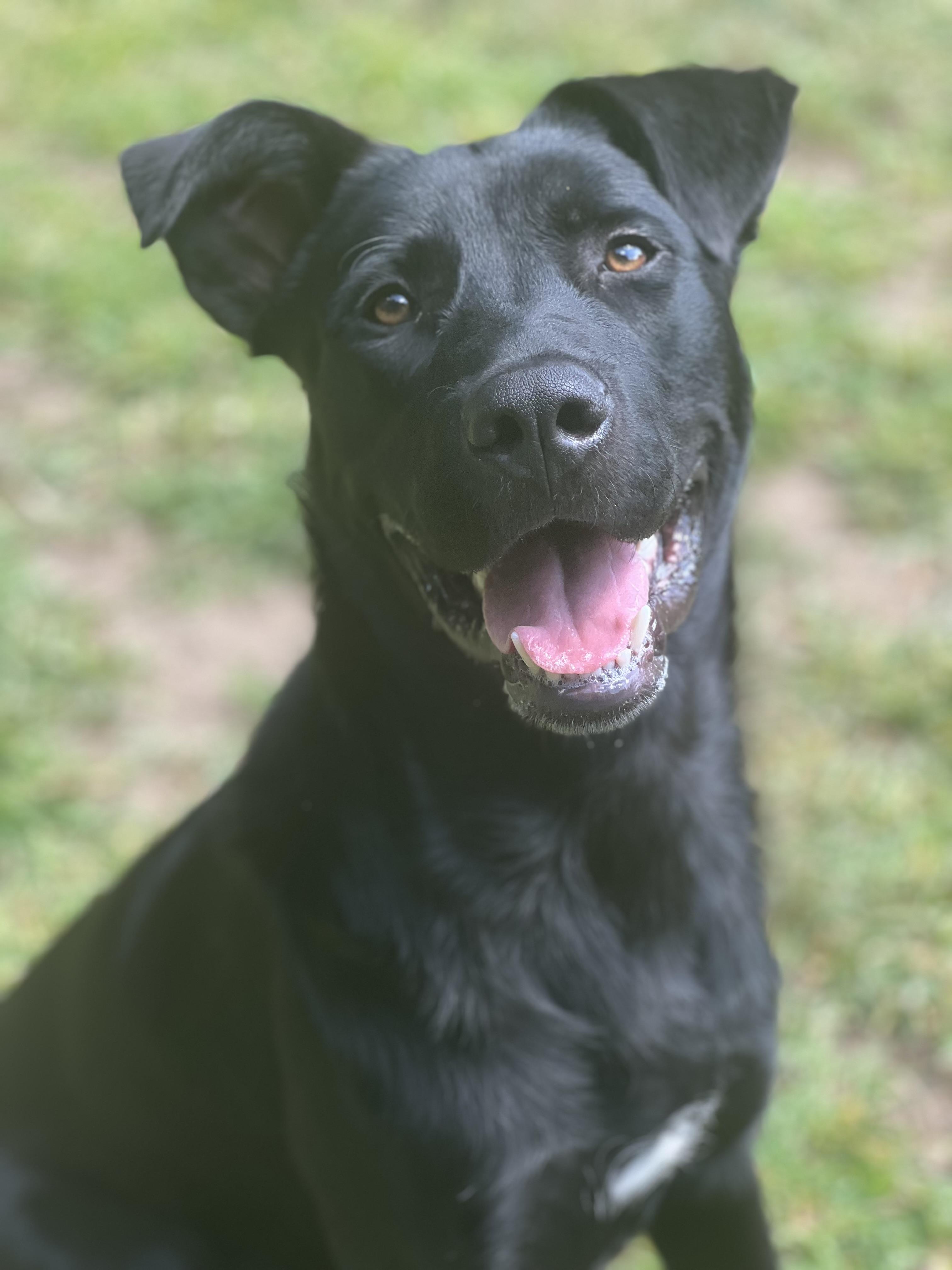 Winston, a ADOPTABLE mixed breed in Hollis, NH image 2/6