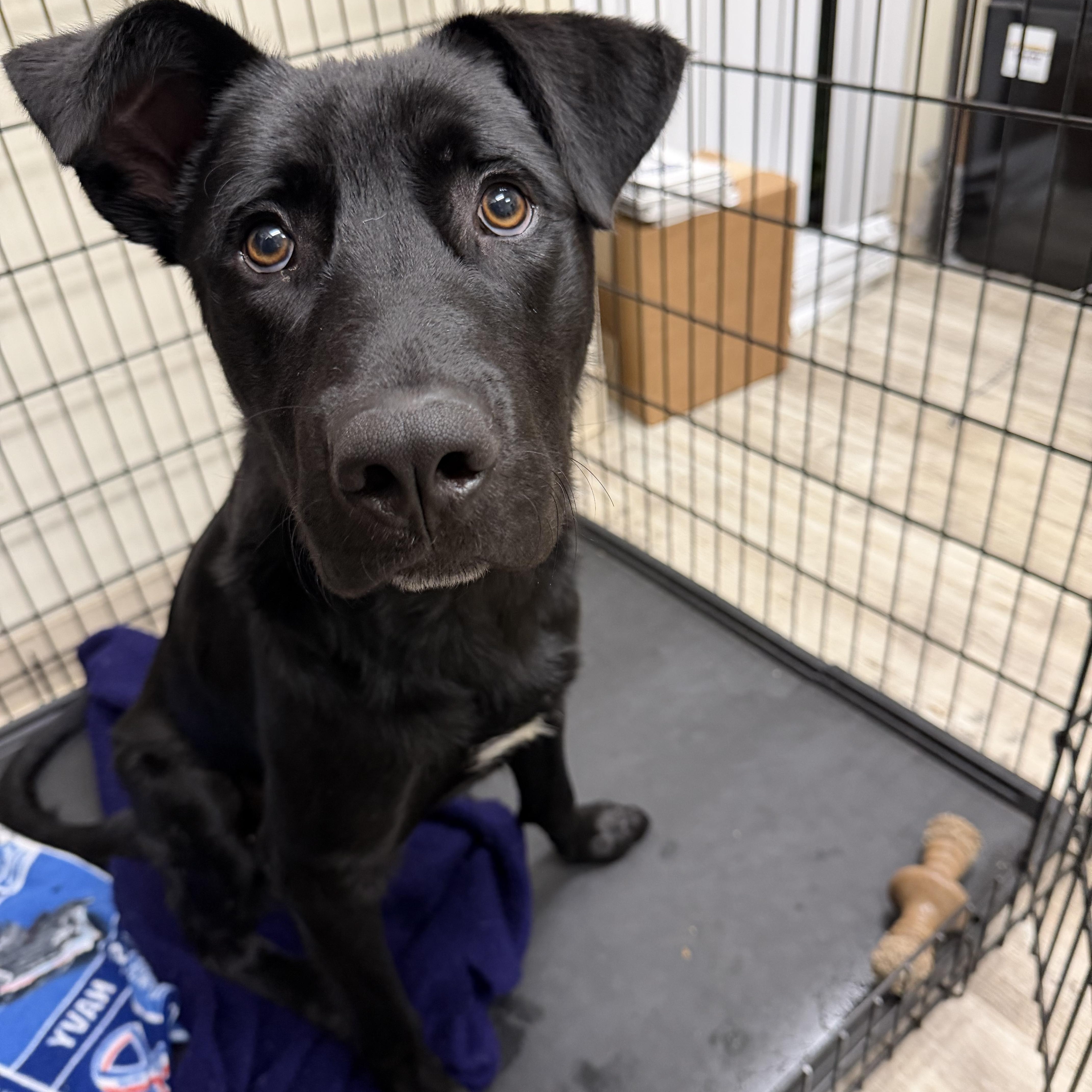 Winston, ADOPTABLE, Adult Male Labrador Retriever.