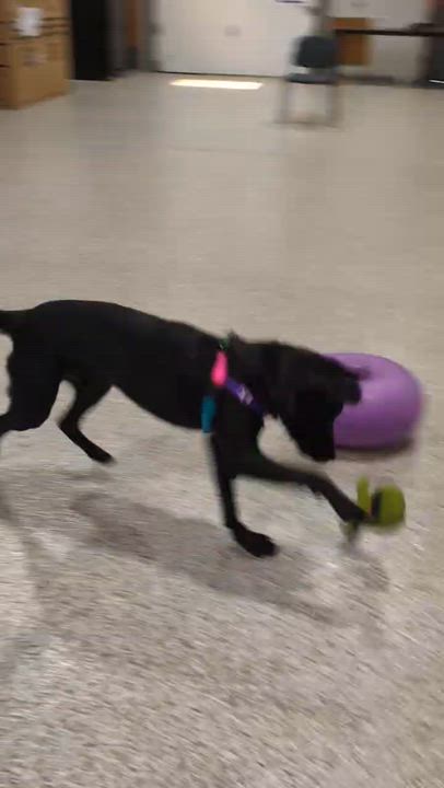 Enlarge Winston, a ADOPTABLE mixed breed in Hollis, NH video 6/6