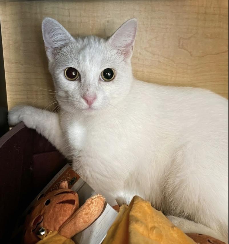 Enlarge Pongo - Sister of Pingo, a Adoptable mixed breed in Houston, TX image 2/5