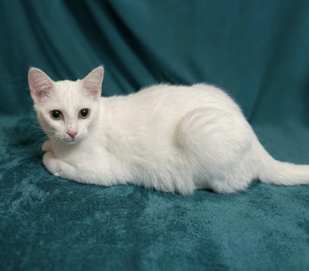 Enlarge Pongo - Sister of Pingo, a Adoptable mixed breed in Houston, TX image 1/5