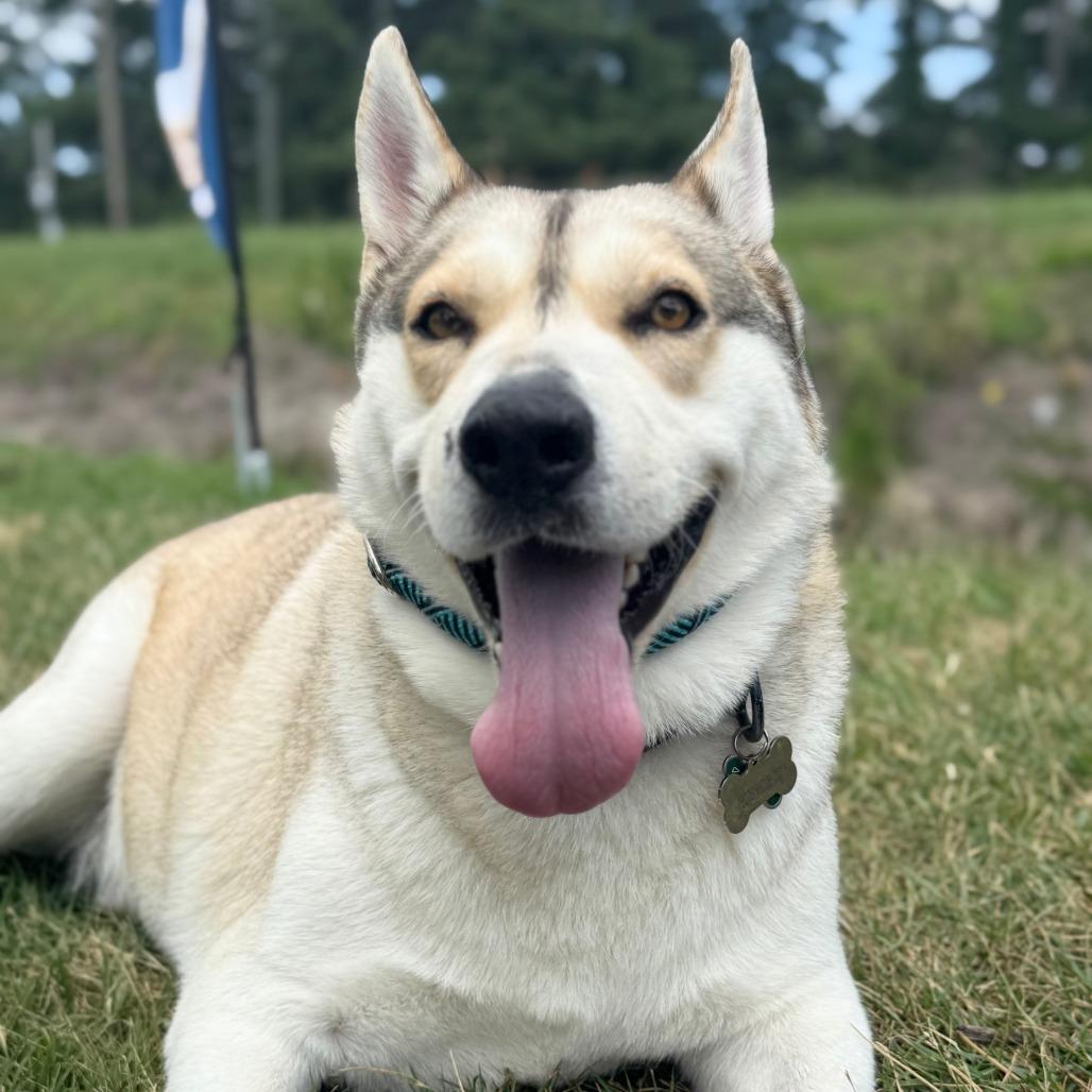 Buster, Adoptable, Adult Male Husky.