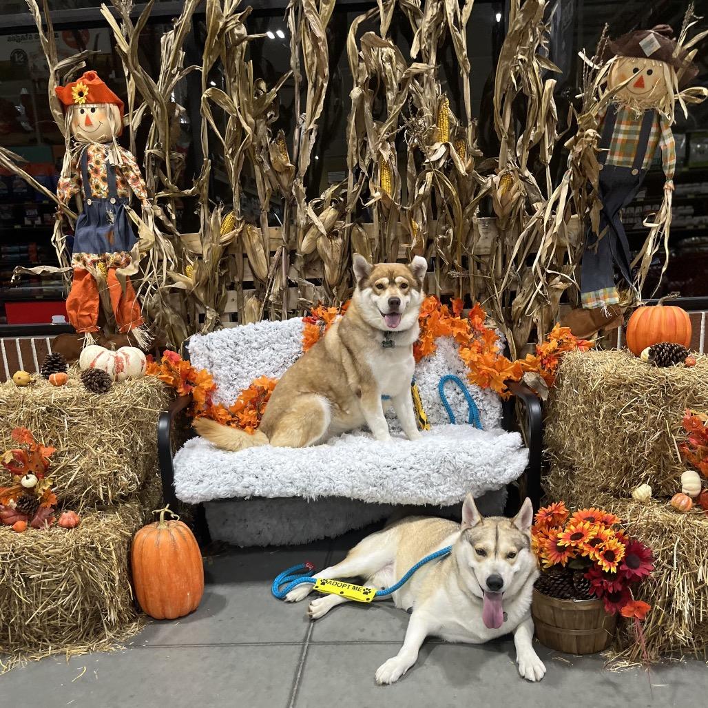 Enlarge Buster, a Adoptable Husky in Chesapeake, VA image 2/6