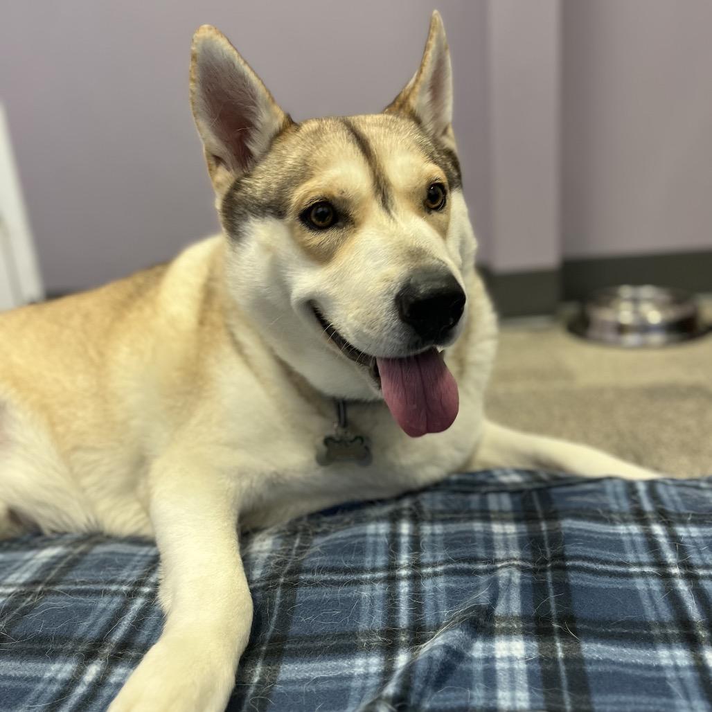 Enlarge Buster, a Adoptable Husky in Chesapeake, VA image 3/6