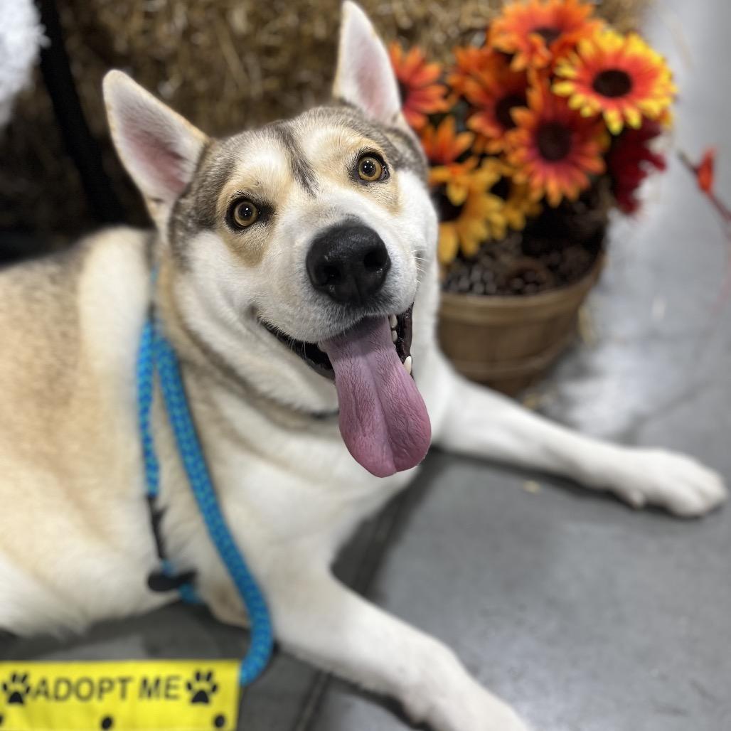 Enlarge Buster, a Adoptable Husky in Chesapeake, VA image 5/6