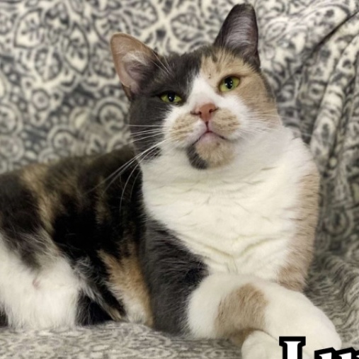 Luna and Sophie, Adoptable, Young Female Calico.