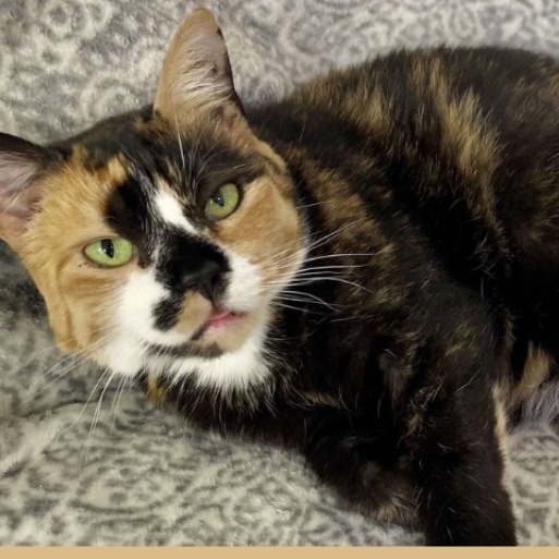 Luna and Sophie, an adoptable Calico in Schnecksville, PA, 18078 | Photo Image 3