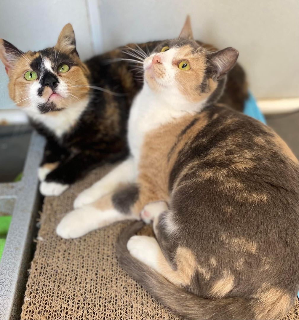 Luna and Sophie, an adoptable Calico in Schnecksville, PA, 18078 | Photo Image 2
