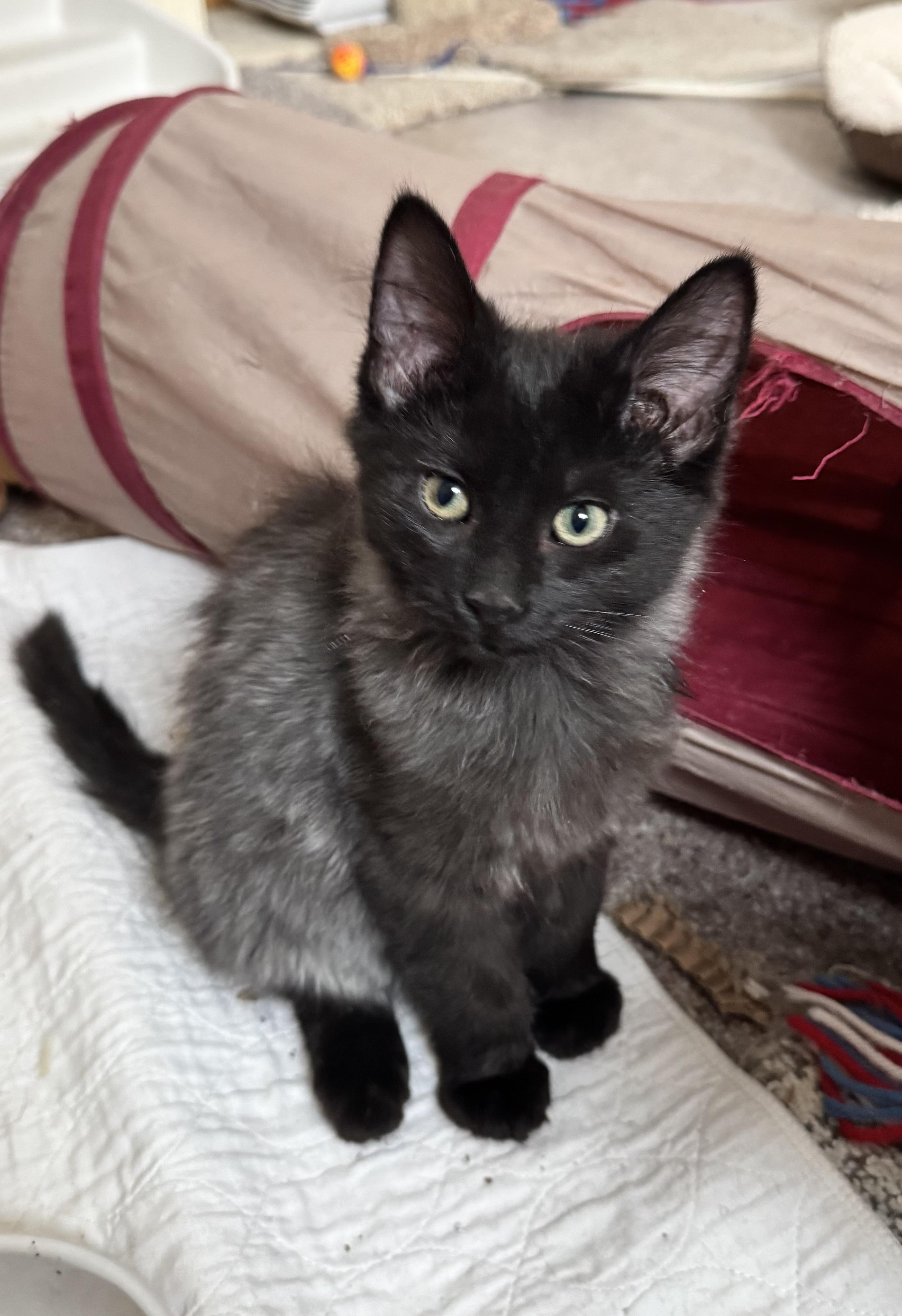 Winston, adopted, Kitten Male Domestic Short Hair.