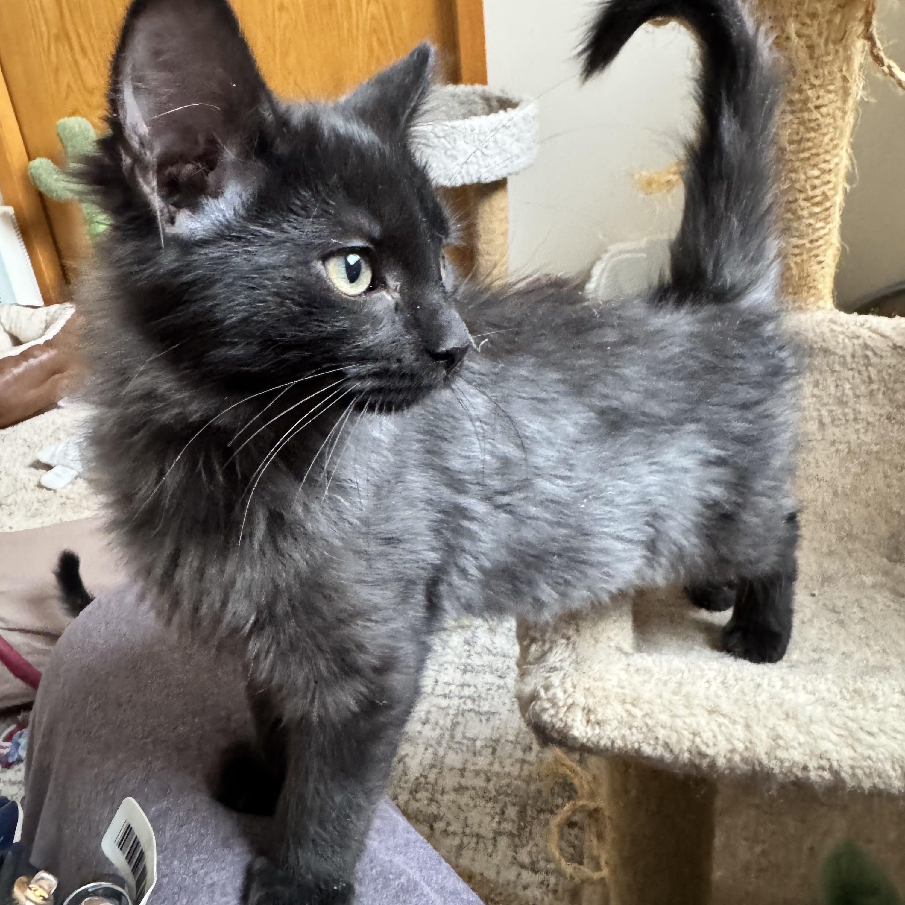 Enlarge Winston, an adopted Domestic Short Hair in Richfield , MN image 2/2