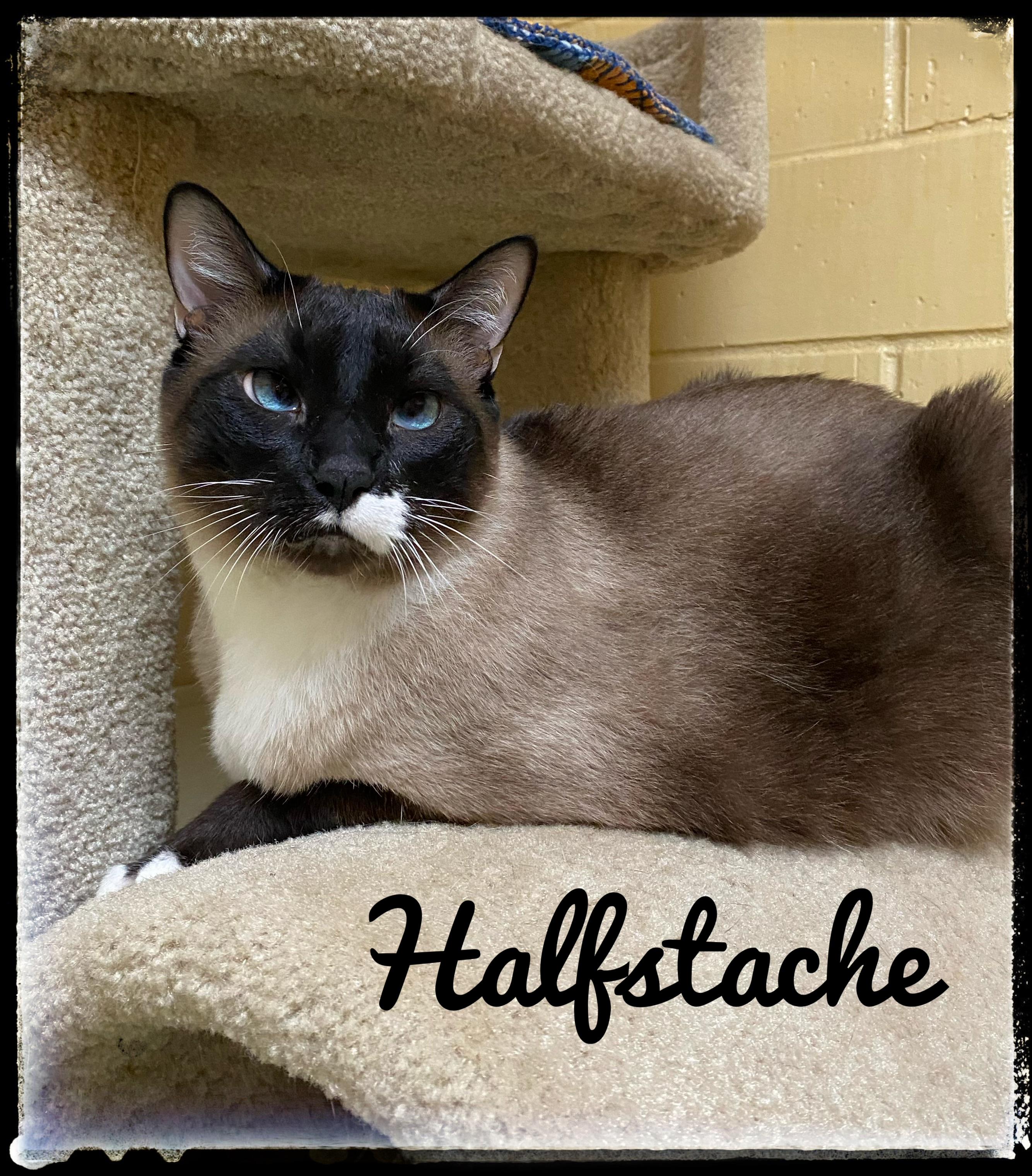 Enlarge Halfstache, a Adoptable Snowshoe in El Cajon, CA image 1/2