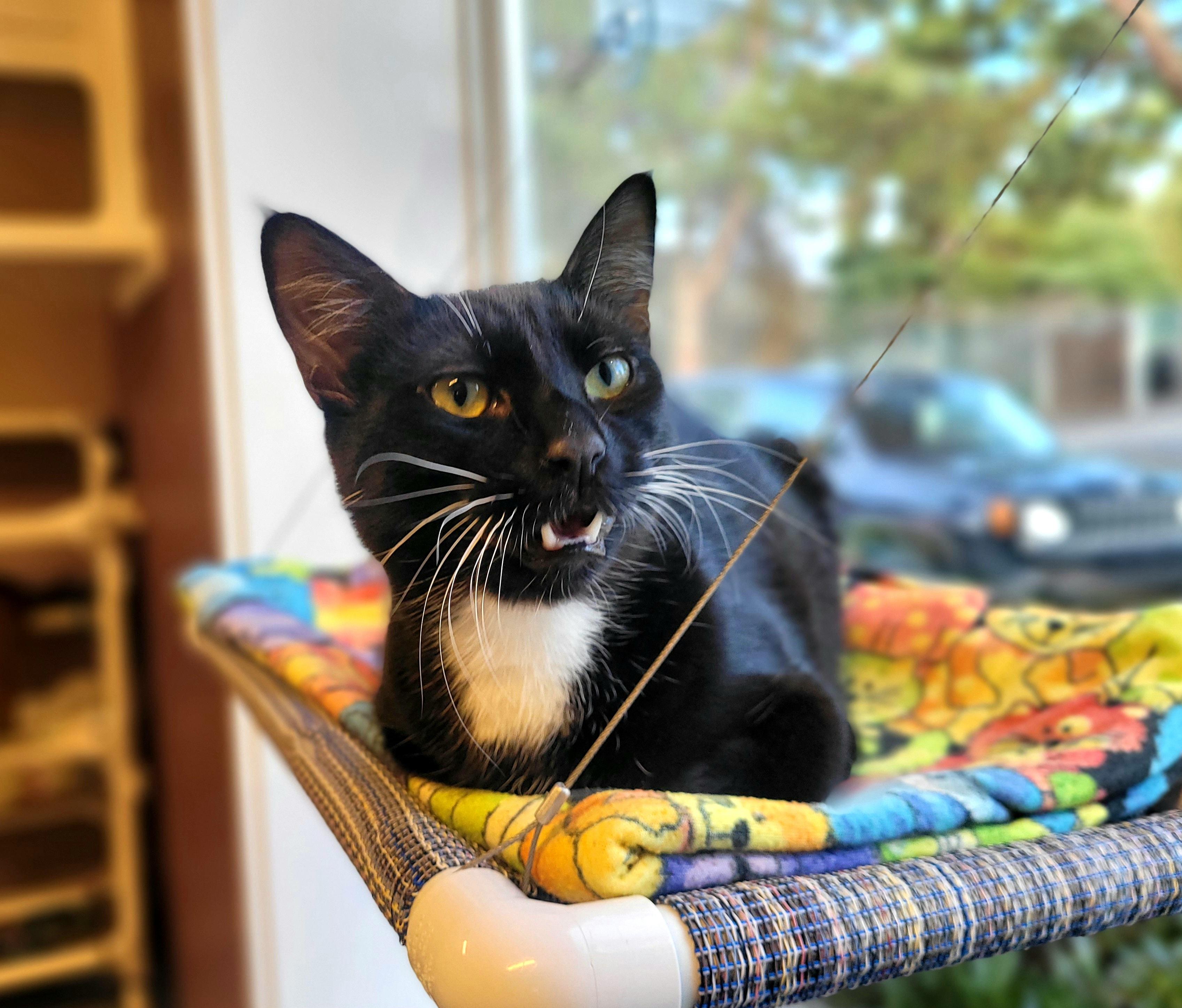 Boxer, Adoptable, Young Male Domestic Short Hair.