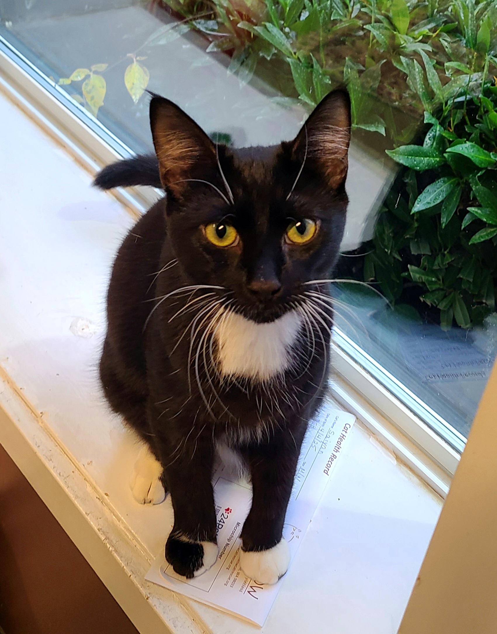 Boxer, Adoptable, Young Male Domestic Short Hair.